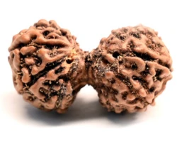 Gauri Shankar Rudraksh